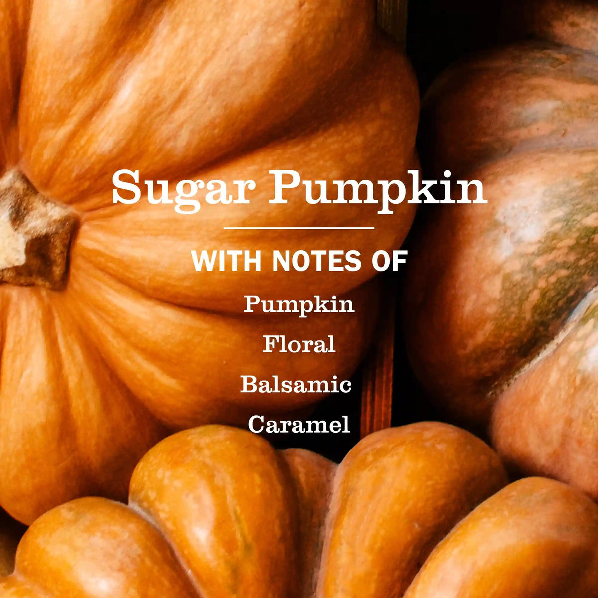 Sugar Pumpkin Liquid Hand Soap 3-count Bundle