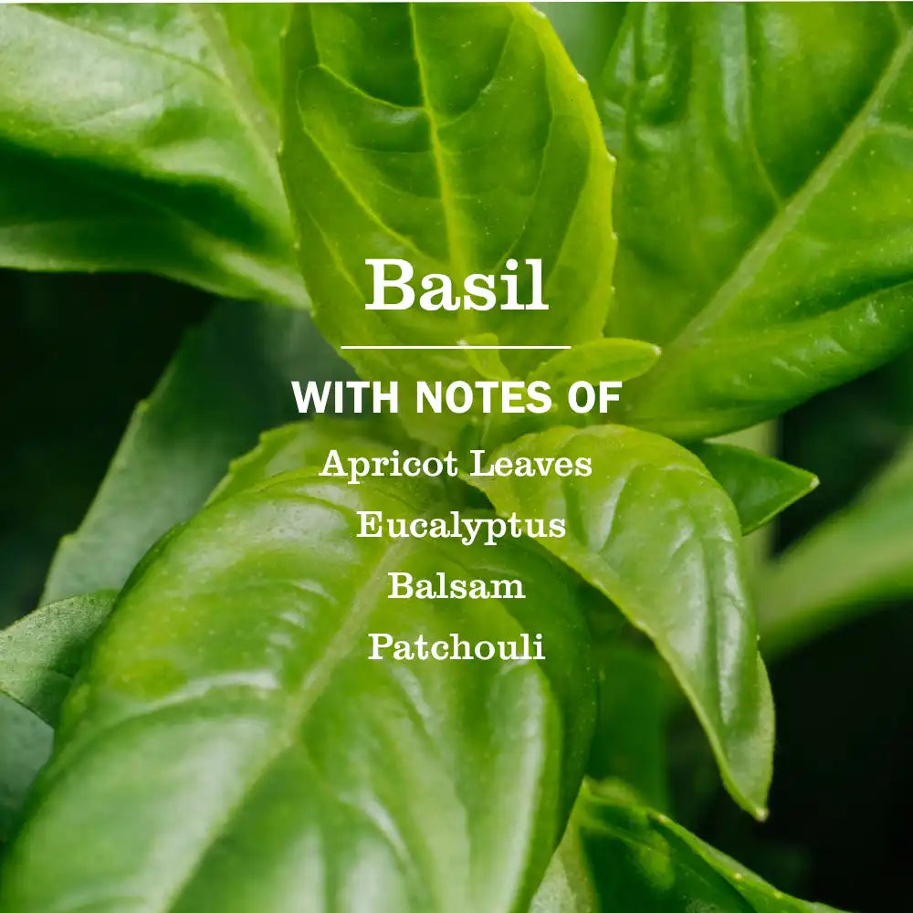Basil Fabric Softener